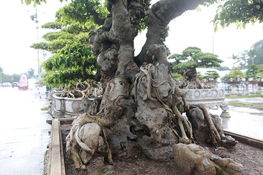 Cây sanh cổ của nghệ nhân Hà Nội được trả 6 tỷ đồng mà chủ nhân vẫn chưa muốn bán