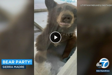 Gấu đột nhập nhà dân qua cửa sau tìm thức ăn, nước uống