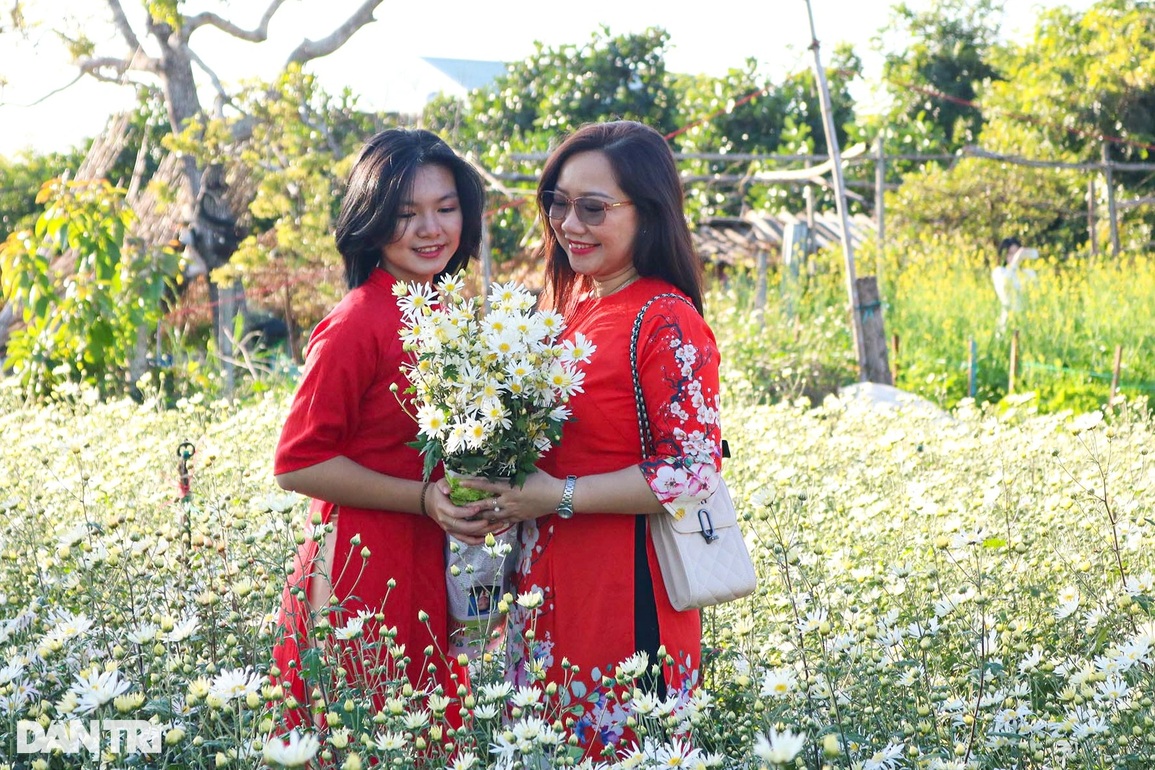 Đầu xuân, hoa tam giác mạch, cúc họa mi khoe sắc giữa lòng phố núi - 7 Đầu xuân, hoa tam giác mạch, cúc họa mi khoe sắc giữa lòng phố núi - 7