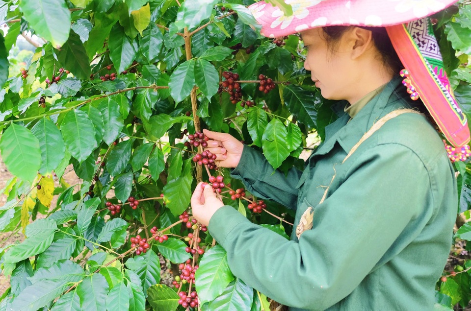 Detech Coffee: Khẳng định giá trị cà phê Arabica Sơn La - 1 Detech Coffee: Khẳng định giá trị cà phê Arabica Sơn La - 1
