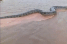 Khoảnh khắc động vật ấn tượng: Trăn khổng lồ trườn qua đường ngập nước