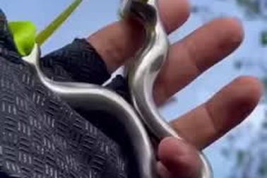 Thán phục màn dùng ná bắn bi sắt để chặt cây