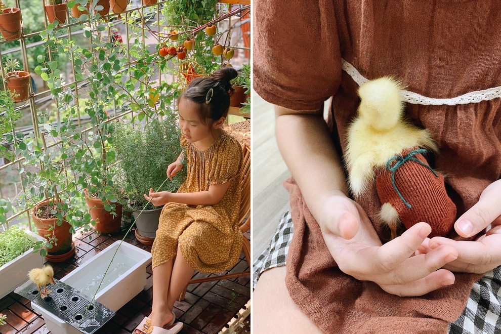 Nhật ký nuôi vịt làm thú cưng trong mùa dịch của gia đình Hà Nội - 10 Nhật ký nuôi vịt làm thú cưng trong mùa dịch của gia đình Hà Nội - 10