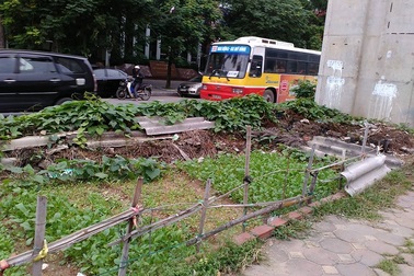 Trồng rau trên vỉa hè - Hại nhiều hơn lợi!