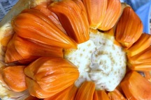 "Thượng đế" từ Nga đến Canada phát cuồng với loại mít Việt múi đỏ au