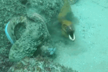 Bạch tuộc mất xúc tu trong trận chiến dữ dội với cá chình ở Australia