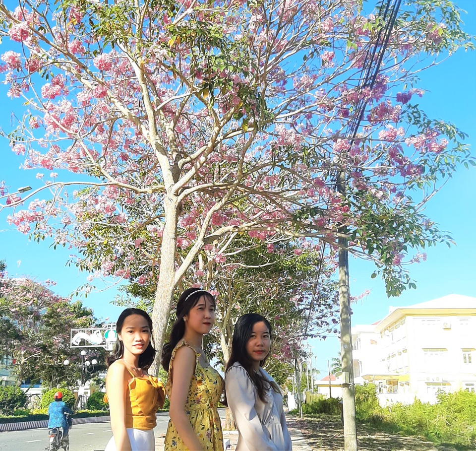 Mê mẩn đường hoa kèn hồng độc nhất vô nhị ở Sóc Trăng - 2 Mê mẩn đường hoa kèn hồng độc nhất vô nhị ở Sóc Trăng - 2