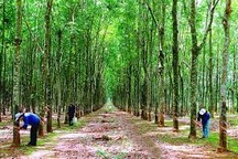 Giá xuất khẩu cao su tăng nhưng triển vọng HAGL vẫn mù mịt