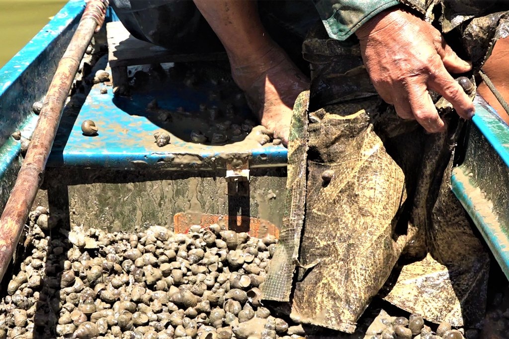 Tuyệt chiêu bắt ốc giúp lão nông Đồng Tháp bỏ túi gần triệu đồng mỗi ngày - 2