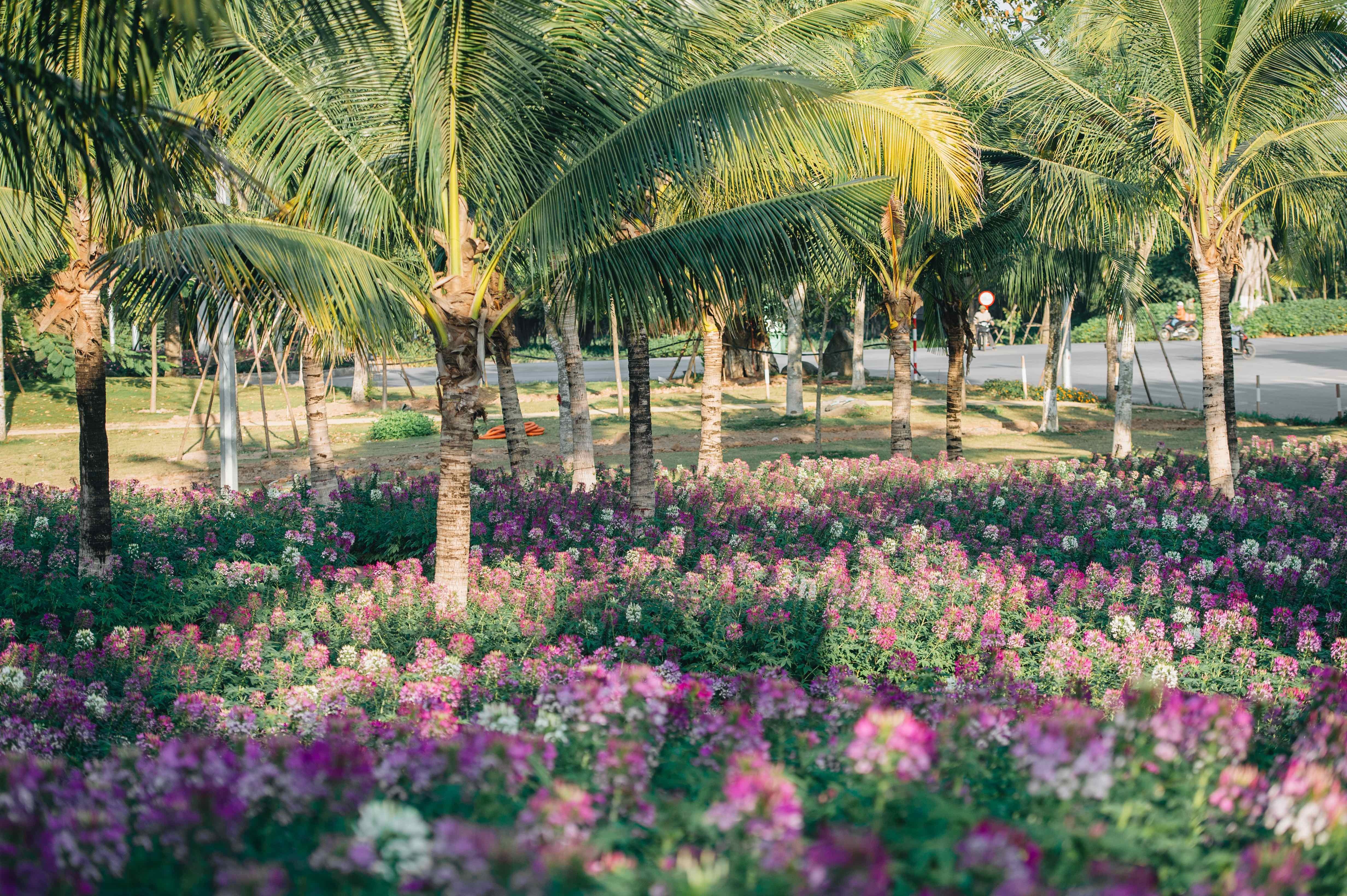 Chiêm ngưỡng đồi hoa túy điệp đẹp như cổ tích ngay gần Hà Nội - 12 Chiêm ngưỡng đồi hoa túy điệp đẹp như cổ tích ngay gần Hà Nội - 12