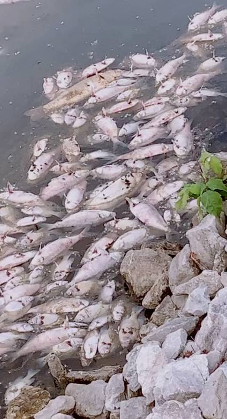 Chỉ sau một đêm, hàng ngàn con cá chết nổi trắng mặt hồ - 2 Chỉ sau một đêm, hàng ngàn con cá chết nổi trắng mặt hồ - 2