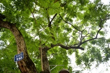 Hà Nội: Loạt cây sưa quý chuẩn bị di dời để làm đường sắt đô thị