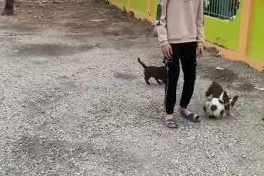 Thán phục chú chó với khả năng… dẫn bóng siêu đẳng