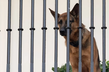 Chó cưng của ông Biden bị "trục xuất" khỏi Nhà Trắng