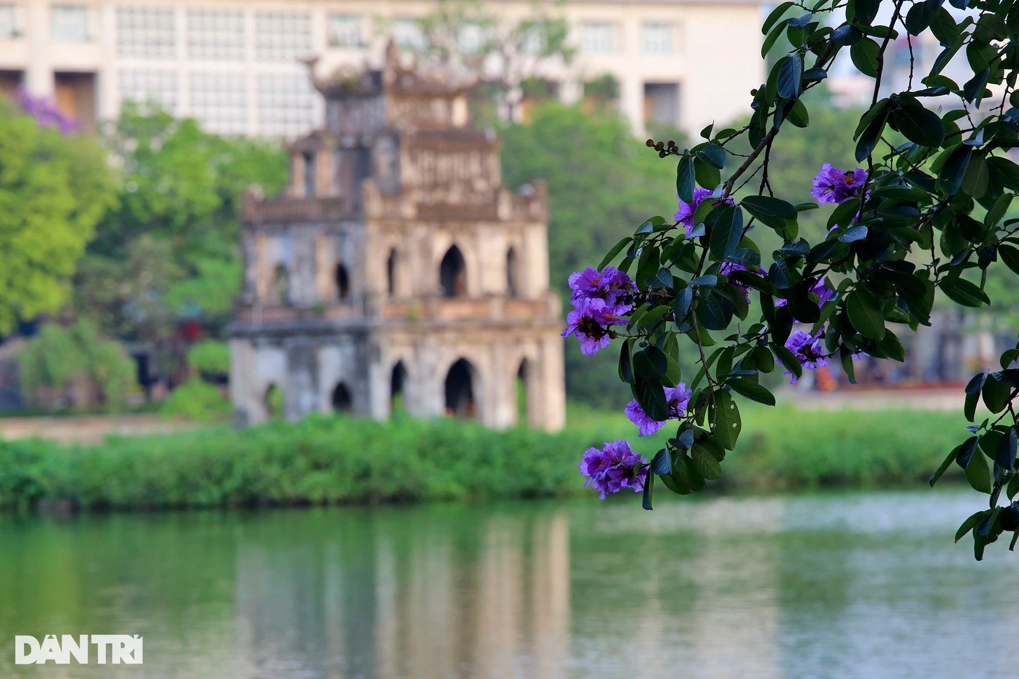 Hồ Gươm ở Hà Nội đẹp rực rỡ trong mùa hoa tháng 5 - 2 Hồ Gươm ở Hà Nội đẹp rực rỡ trong mùa hoa tháng 5 - 2
