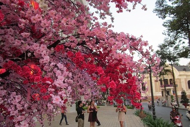 Sài Gòn ngập sắc đào, mai 