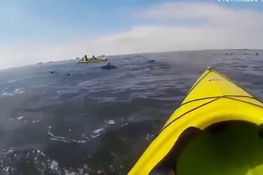 Đang chèo thuyền trên sông bị hải cẩu lao thẳng vào mặt