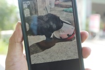 Bắt một người liên quan vụ trộm chó ở Tây Ninh