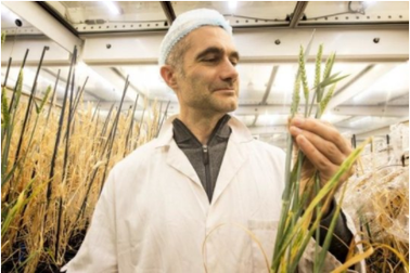 Kĩ thuật nhân giống mới của cuộc cách mạng xanh