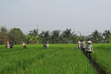 “Lúa lạ” trồng ở Long An có nguồn gốc Trung Quốc