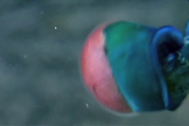 Bất ngờ với “cú đấm”của con tôm tít