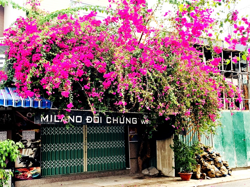 Nha Trang: Hoa giấy rực rỡ khắp các nẻo đường - 6 Nha Trang: Hoa giấy rực rỡ khắp các nẻo đường - 6