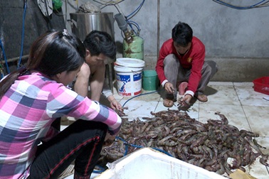 Hà Nội: "Bắt tại trận" cơ sở kinh doanh thủy sản bơm tạp chất vào tôm