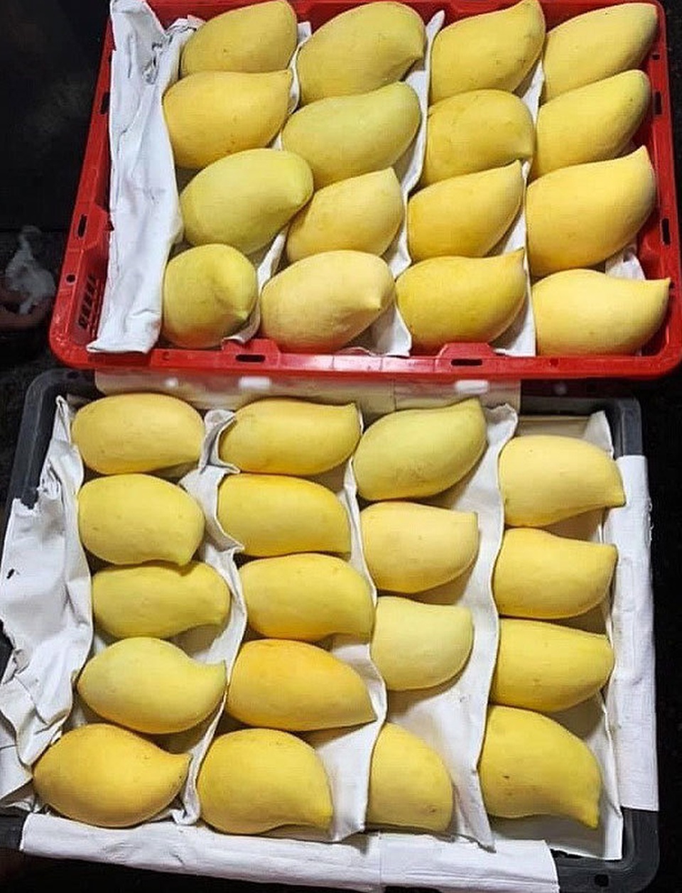 Sự thật xuất xứ xoài mỏ quả vàng rực tràn về chợ Hà Nội - 2 Sự thật xuất xứ xoài mỏ quả vàng rực tràn về chợ Hà Nội - 2