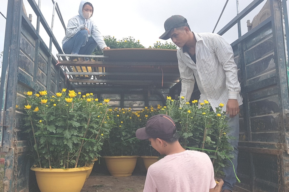 Làng hoa lớn nhất Quảng Trị rực rỡ đón Xuân - 8 Làng hoa lớn nhất Quảng Trị rực rỡ đón Xuân - 8