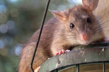 Tại sao vi khuẩn dịch hạch không thể bị diệt trừ hoàn toàn trên hành tinh