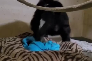 Phản ứng đáng yêu của tinh tinh mẹ sau nhiều ngày xa con