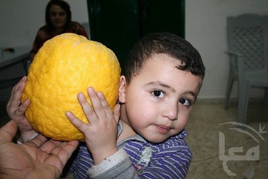 Quả chanh nặng 2kg