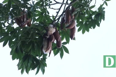 Những cây bông gòn cuối cùng ở Hà Nội nở "hoa tuyết"