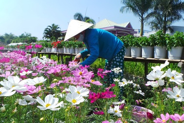 Dịp Tết Ất Mùi trên 500.000 lượt khách đến với Đất Sen hồng 