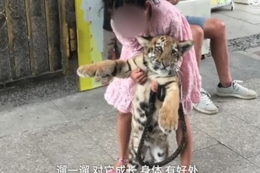 Bé gái hàng ngày dắt hổ đi dạo khiến nhiều người xôn xao
