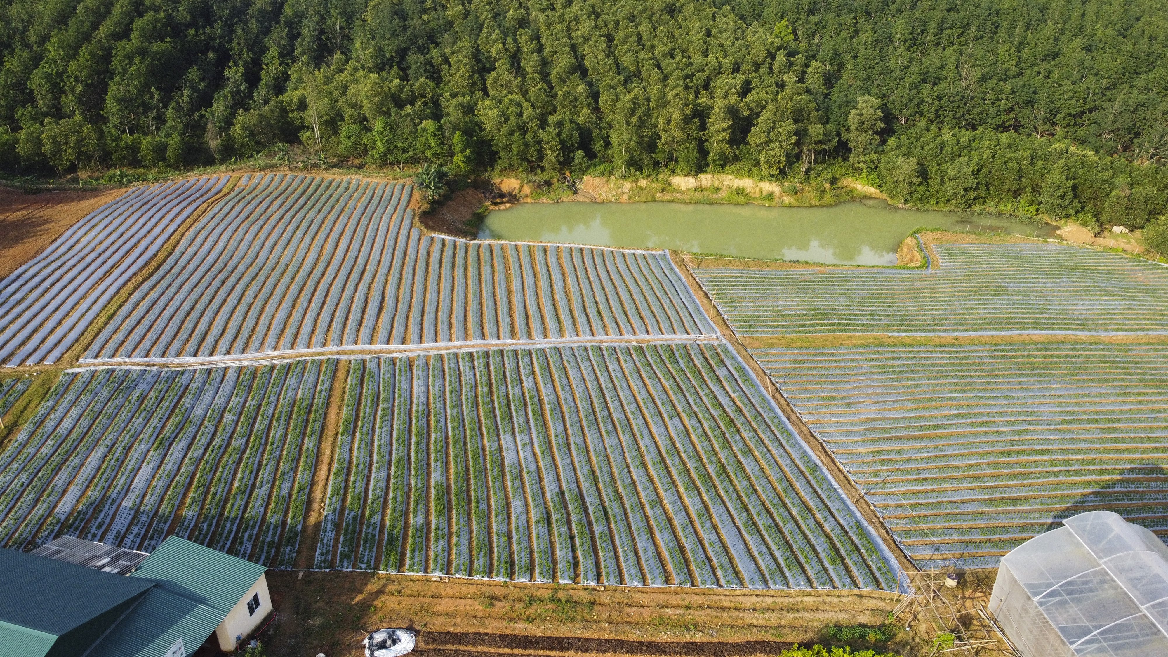 Cơ hội đổi đời từ cây quế khi cao dược liệu đã xuất được sang Mỹ - 4