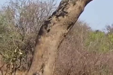 Báo đánh nhau để giành chỗ đứng trên cây và cái kết bất ngờ