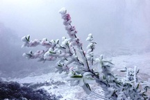 Nghệ An: Tuyết phủ dày hơn 30cm ở Buộc Mú