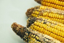 Đa số người mắc ung thư gan đều có chung những đặc điểm này