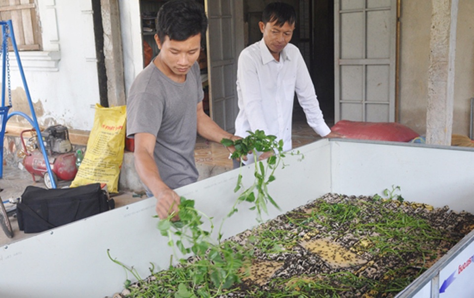 Dứt phố ngột ngạt về quê nuôi dế, chàng trai nhận kết quả ngọt ngào - 1