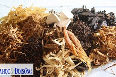 Đông dược điều trị ung thư gan