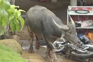 Trâu lạ xông vào nhà dân ở Hải Phòng, 3 người bị thương