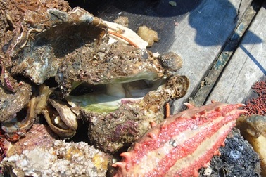 Đoàn công tác cùng nhóm thợ lặn thấy gì dưới đáy biển Quảng Bình?