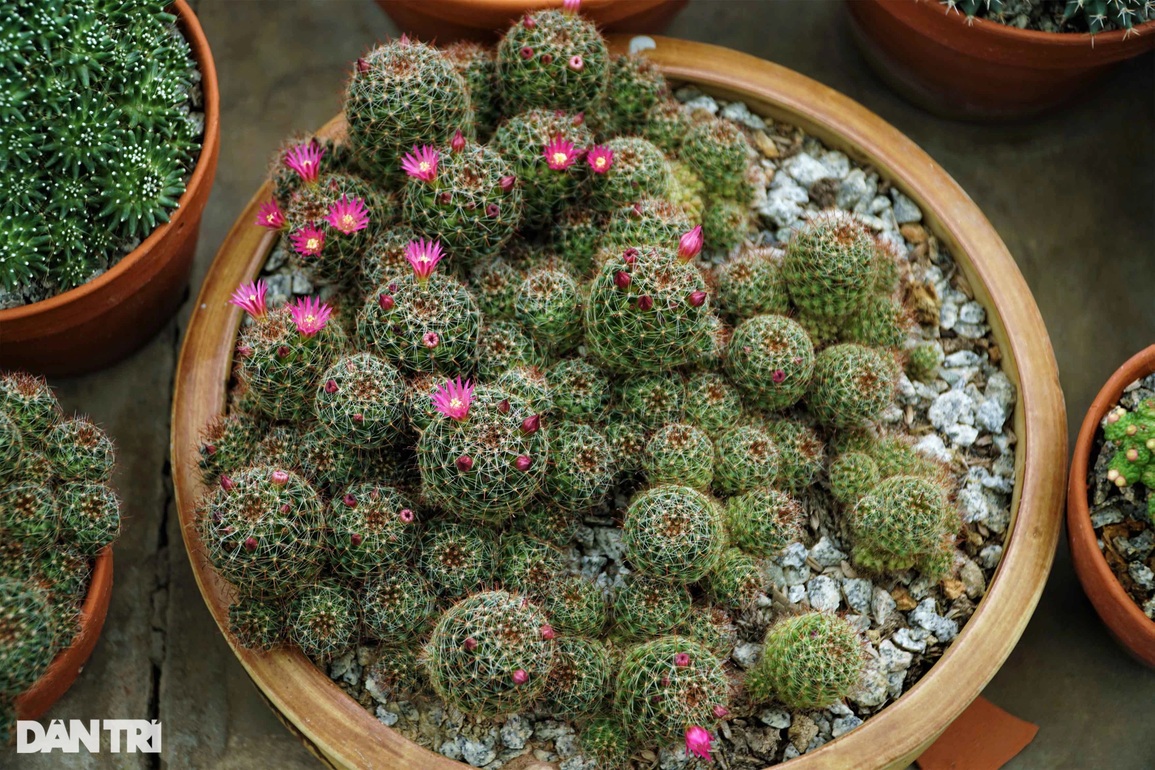Thâm nhập khu vườn hơn 2.500 loài xương rồng của lão nông miền Tây - 13 Thâm nhập khu vườn hơn 2.500 loài xương rồng của lão nông miền Tây - 13