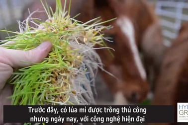 Độc đáo trang trại thủy canh sản xuất thức ăn gia súc "thần tốc"