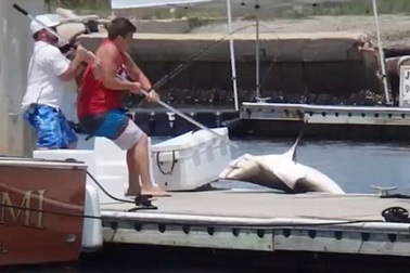 Chiến đấu với con cá mập 30 phút ở bến tàu