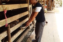 Nông dân “mướt mồ hôi” giải nhiệt cho vật nuôi