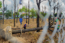 Người dân TPHCM tiếc nuối những tuyến đường rợp bóng cây xanh