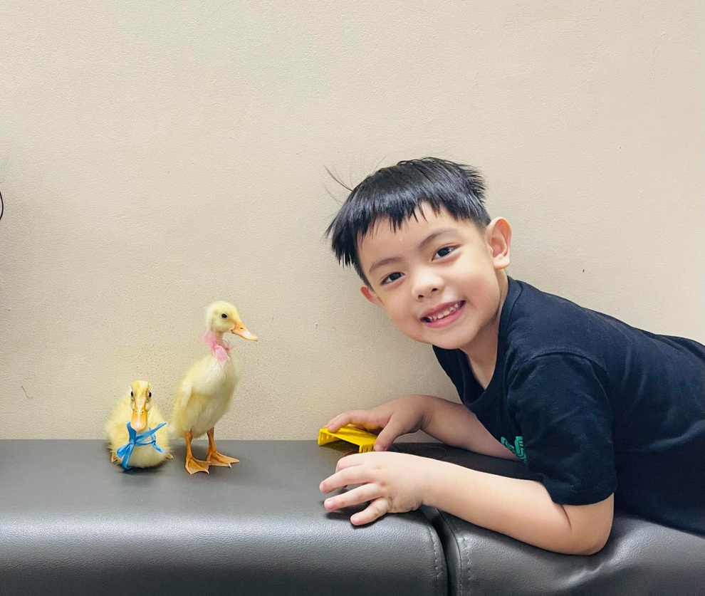Trào lưu ấp trứng, nuôi vịt làm thú cưng cho con trong mùa dịch - 4 Trào lưu ấp trứng, nuôi vịt làm thú cưng cho con trong mùa dịch - 4