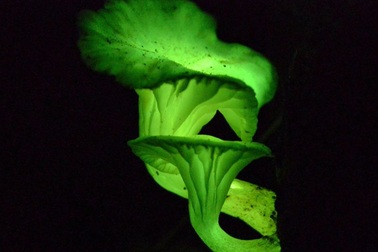 Các  nhà khoa học làm sáng tỏ bí ẩn phát sáng của nấm